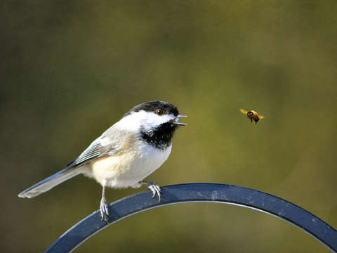 The Birds and The Bees