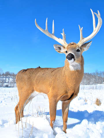 Snow Warrior