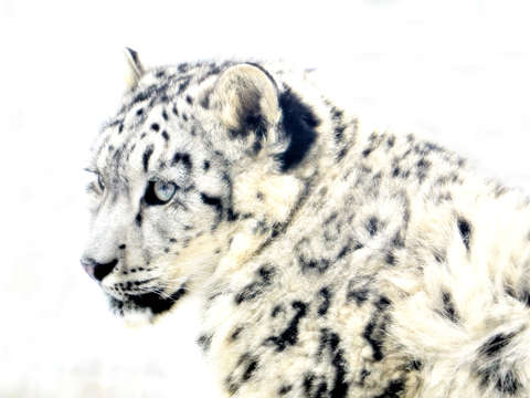 White on white