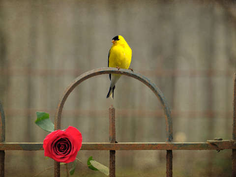 Goldfinch and roses