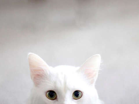 Ponyboy the cat