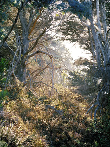 A forest