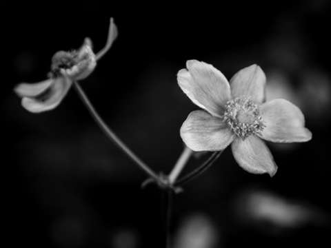 Flower duo