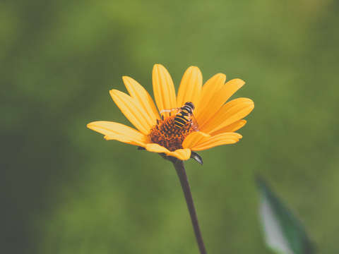 Flower with bee