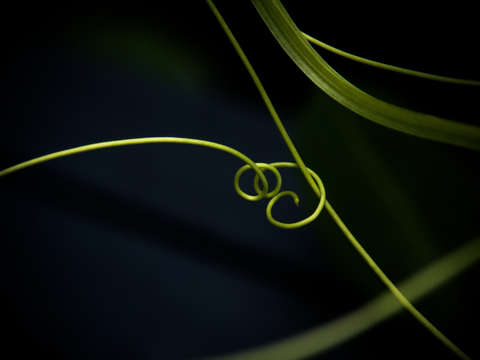 Stem