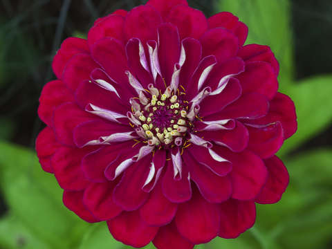 Mandala 2