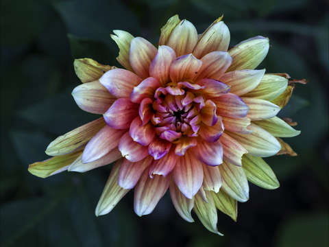 Mandala 3