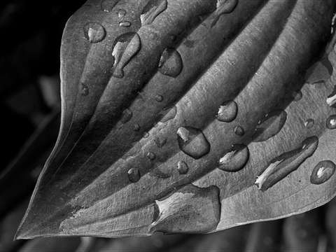 Raindrops on hosta leaf