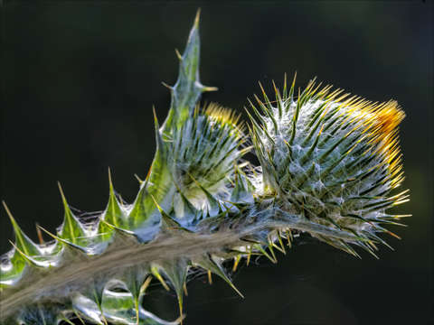 Summer light 2