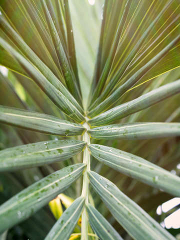 Hawaiian palm