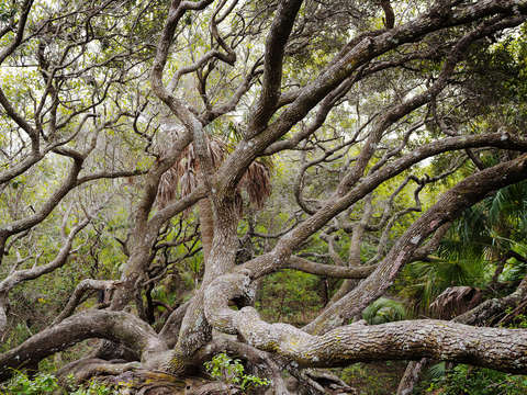 Spirit Tree