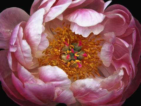 Peony 4