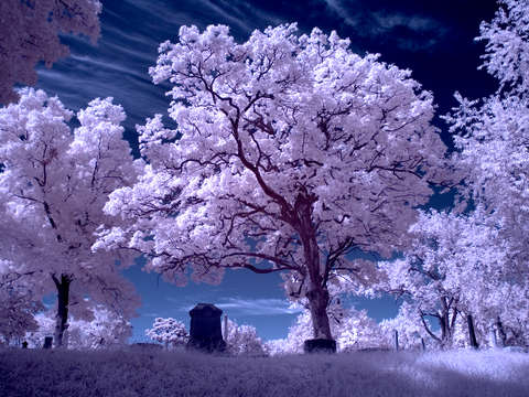 Elmwood cemetery infrared 2