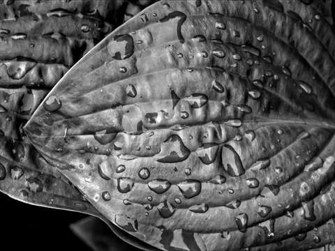 Wet Leaves
