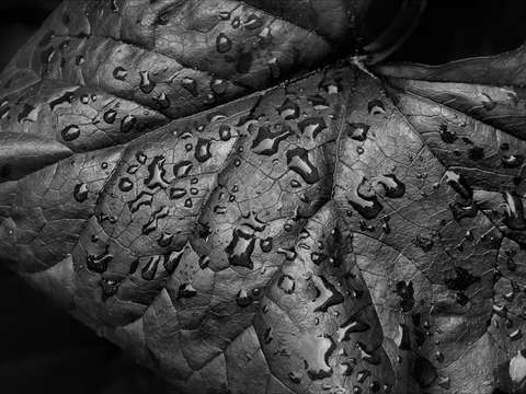 Wet leaves 2