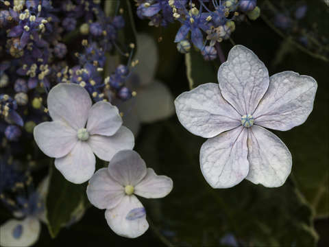 Pastels
