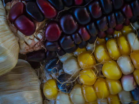 Indian corn i