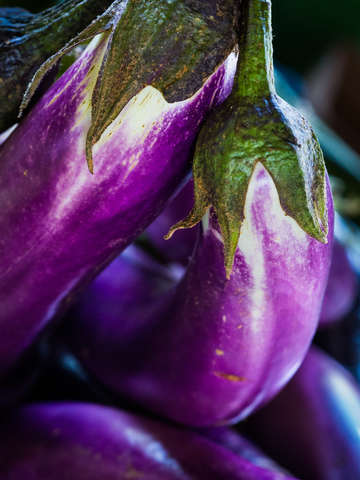Chinese eggplant