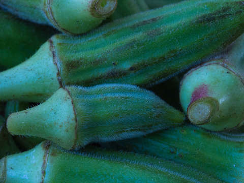 Okra