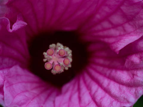 Petunia Pistils