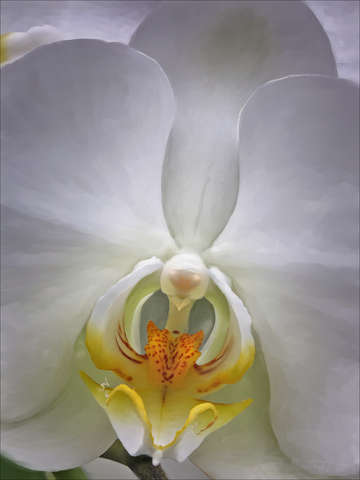 Homage to georgia okeeffe
