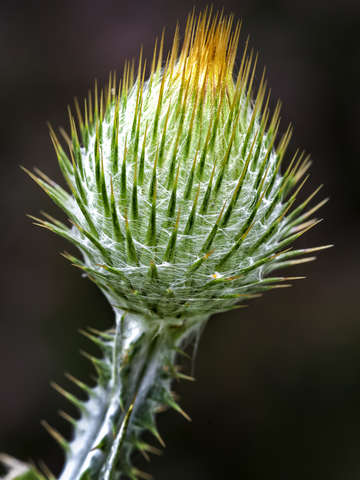 Thistle