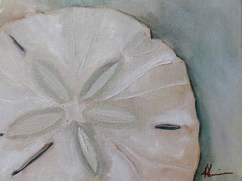 Sand dollar 2