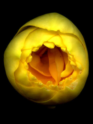 Yellow rose 2