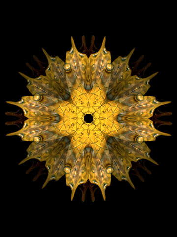 Urchin