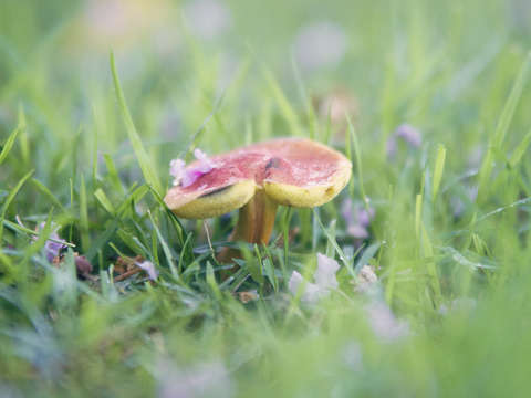 Dance of the shroom