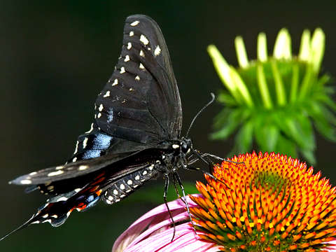 Butterfly cone