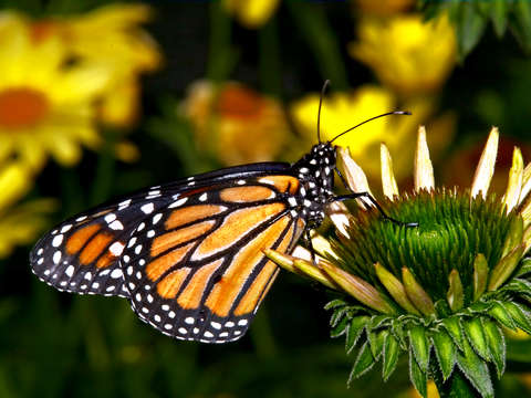 Butterfly flower