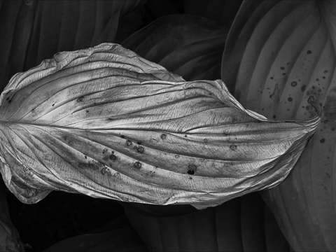 Silver Leaf