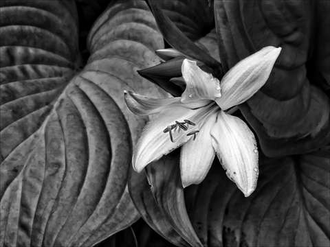 White flower 3