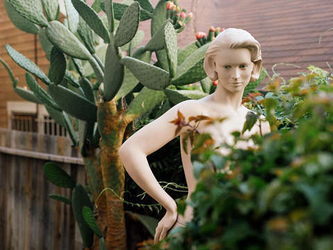 Cactus 2