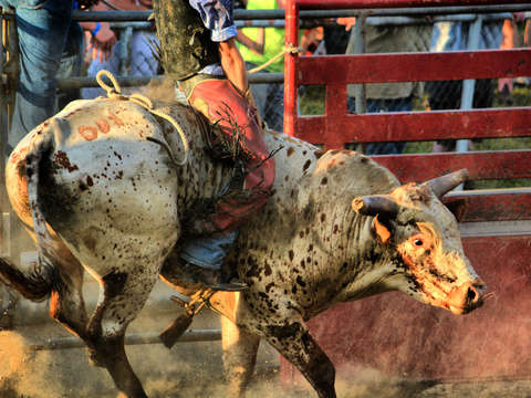 Bucking bull