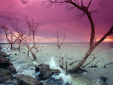 Purple storm