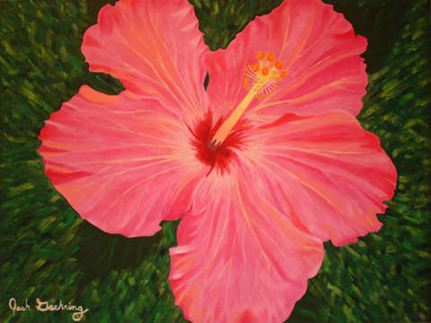 Hibiscus