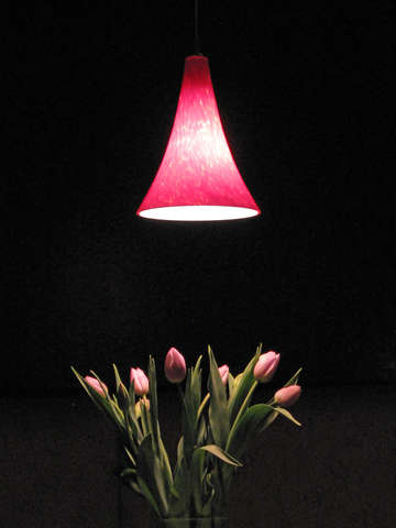 Lamplight on Tulips