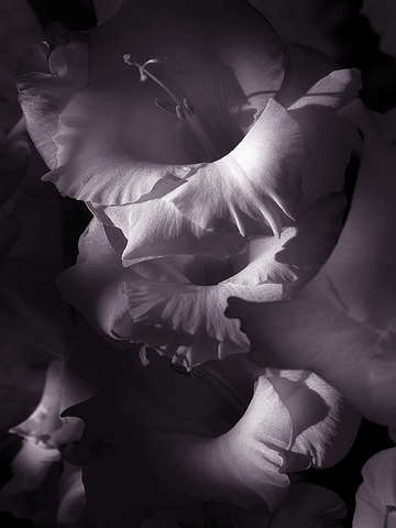Gladiola