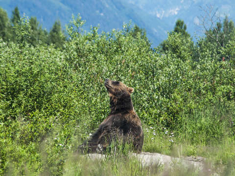 Happy bear