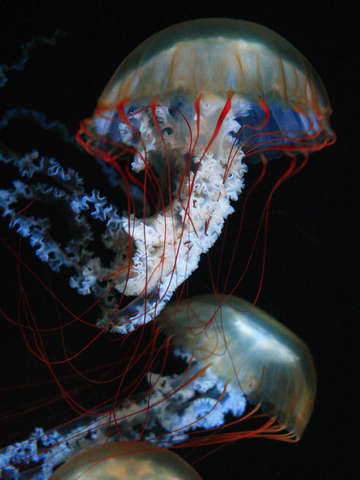 Jellysfish undulate