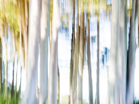 Moving Trees I