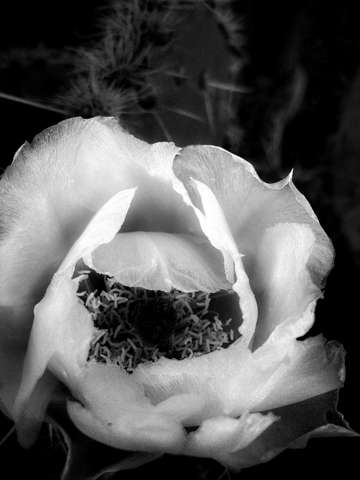 Prickly pear bloom