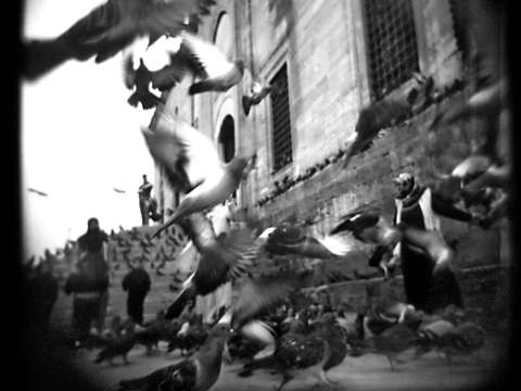 Flight of Pigeons