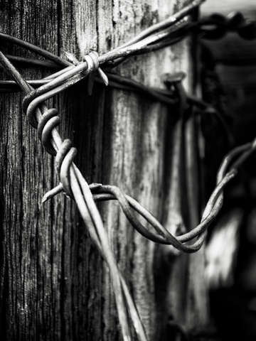 Steel thorns i