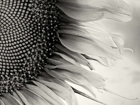 Sunflower i