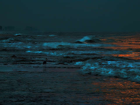 Heron in the moonlight