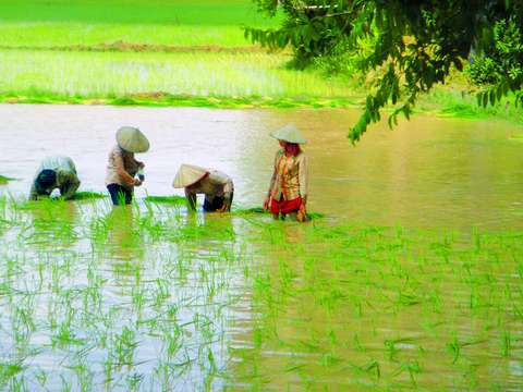 Rice Women