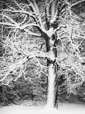 Winter tree